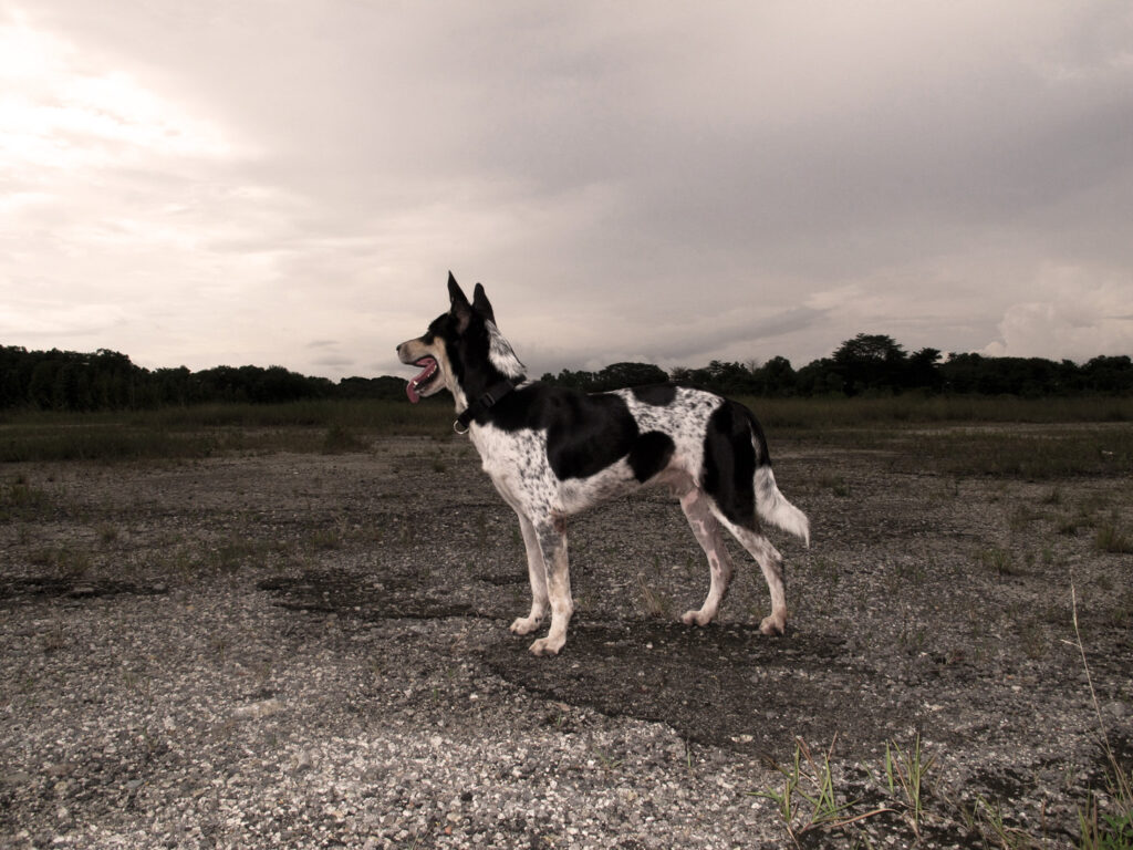 Anjing Mati Seletar Farmway: 'Baby Boy' Meninggal Usai Dibebaskan AVS