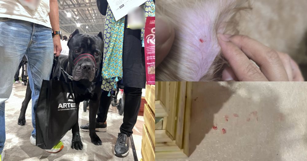 Anjing Cane Corso Diduga Serang Hewan Lain di PetExpo, Pengunjung Resah