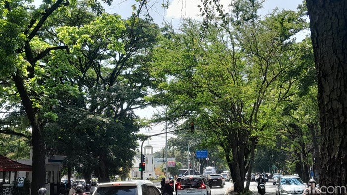 Lampu lalu lintas di Bandung tertutup dahan pohon hingga dikeluhkan pengendara