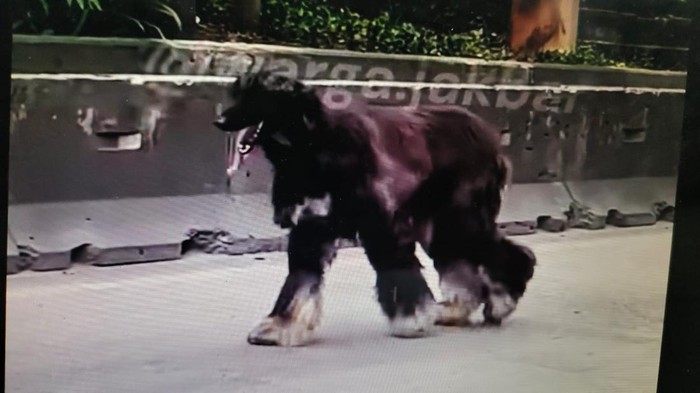 anjing afghan hound berkeliaran di daan mogot jakarta barat