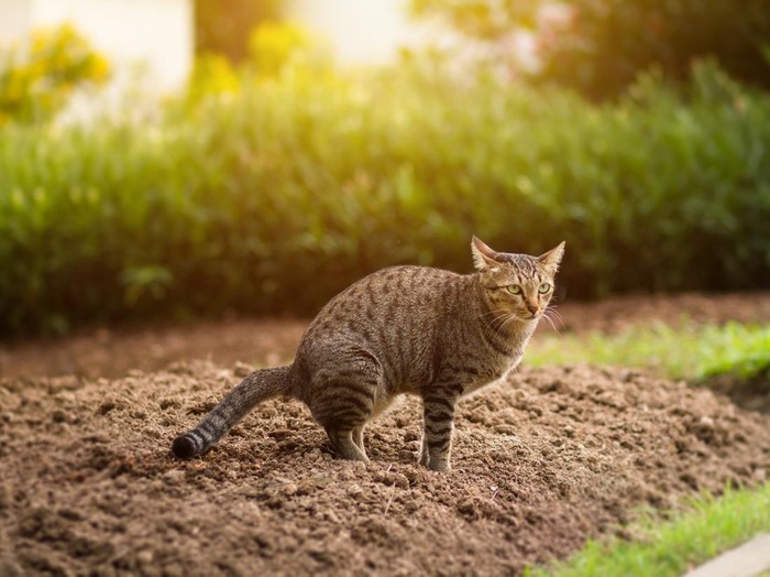 Ilustrasi penanganan kasus kekerasan terhadap hewan di Blora