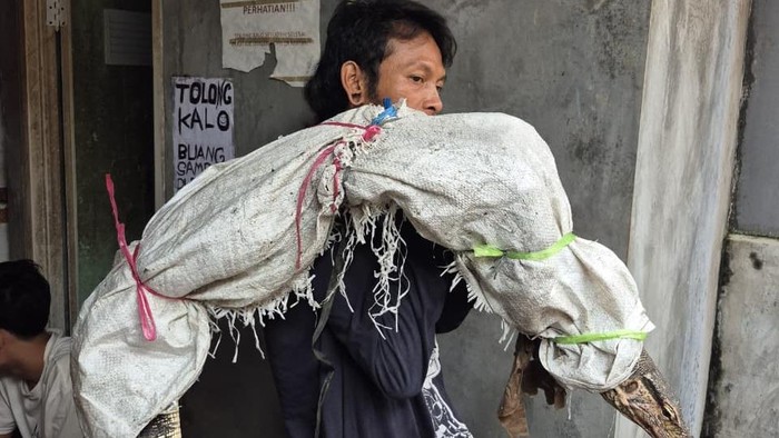 Pria di Jakarta Barat membawa biawak hingga disangka memanggul mayat dan viral di media sosial