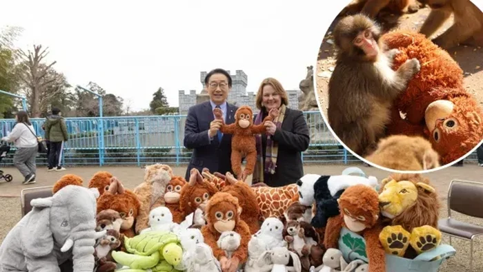 Bayi monyet Punch viral saat bermain boneka yang disebut dari IKEA